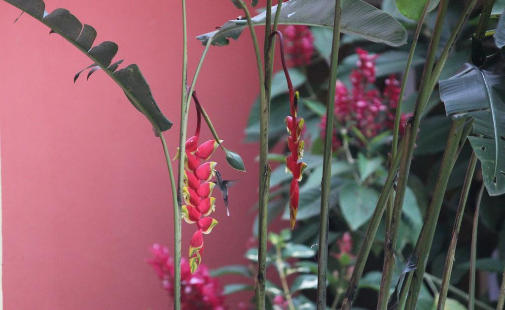 Hostal Tena Naui Dış mekan fotoğraf